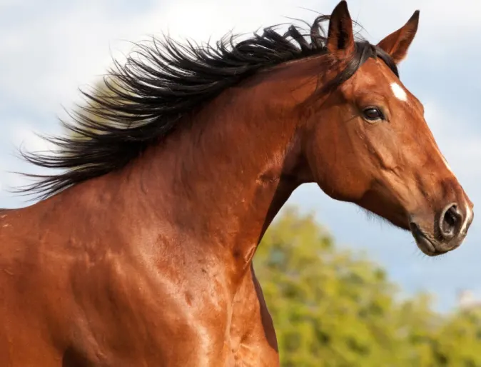 Headshot of an athletic brown horse in a rural setting
