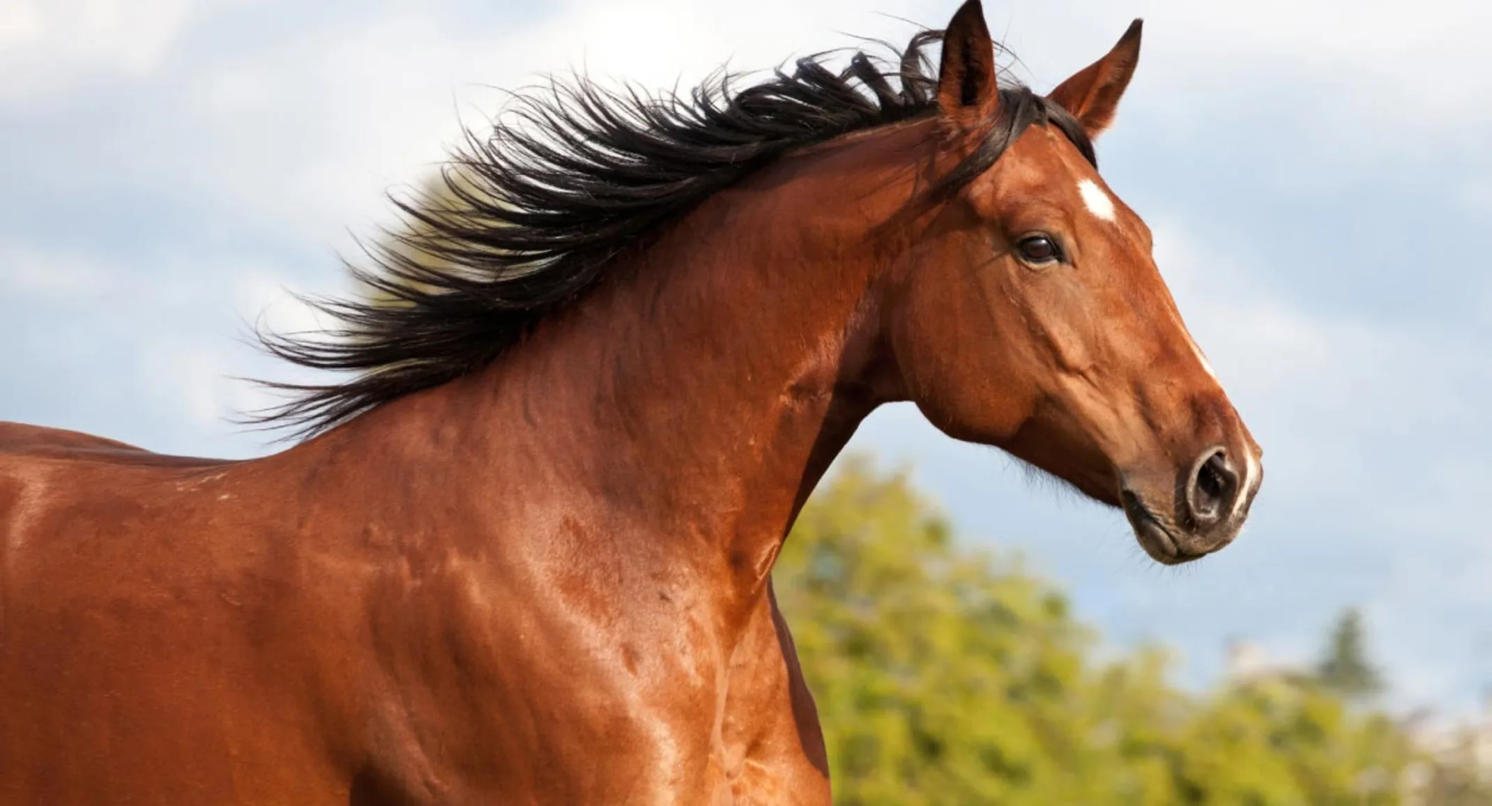 Headshot of an athletic brown horse in a rural setting