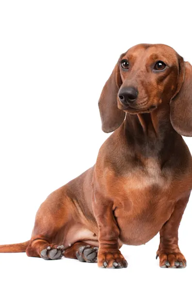 Dog sitting in front of a white background. Dog sitting in front of a white background.