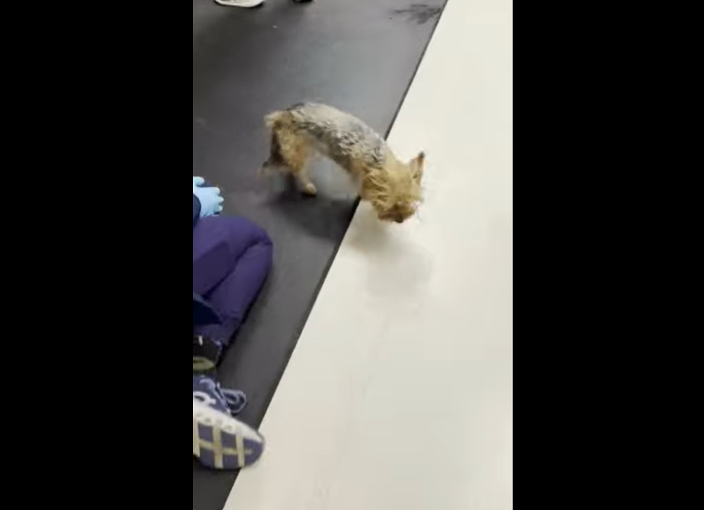 Yorkshire Dog walking indoors.