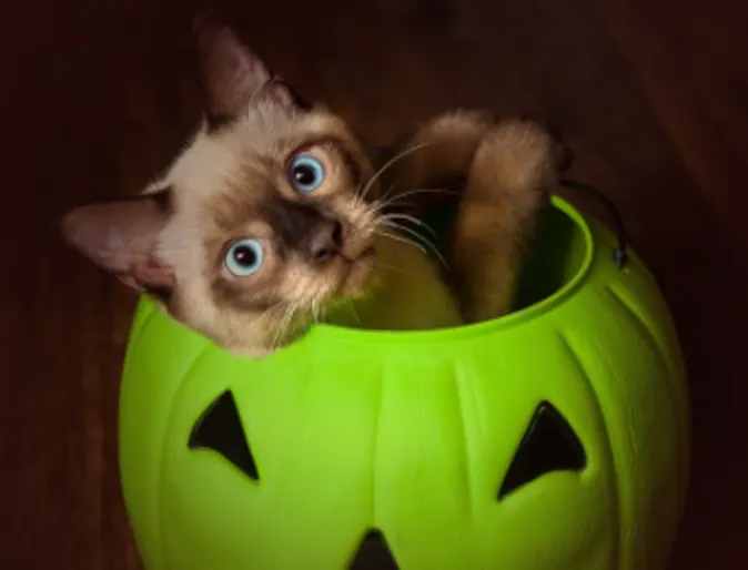 Cat Sitting in a Green Candy Pumpkin Basket Cat Sitting in a Green Candy Pumpkin Basket