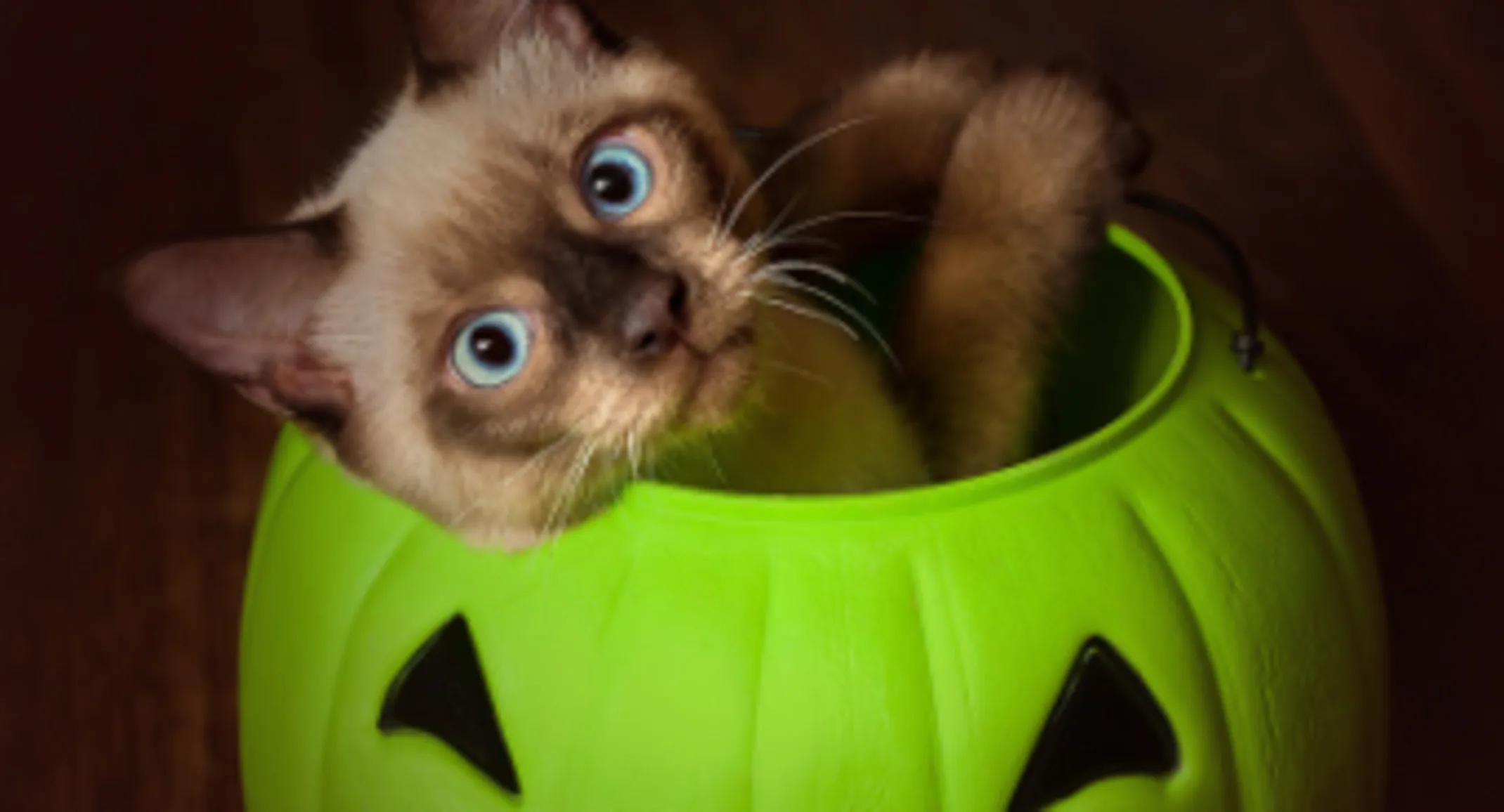 Cat Sitting in a Green Candy Pumpkin Basket Cat Sitting in a Green Candy Pumpkin Basket