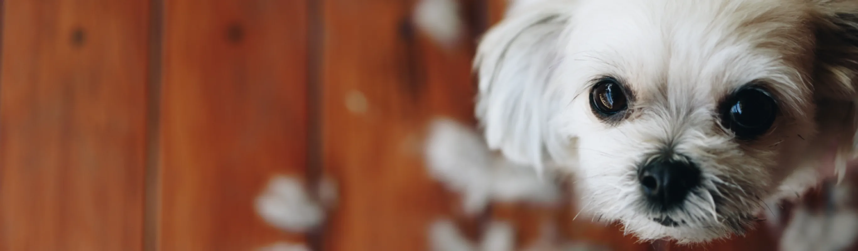 White dog is staring up White dog is staring up