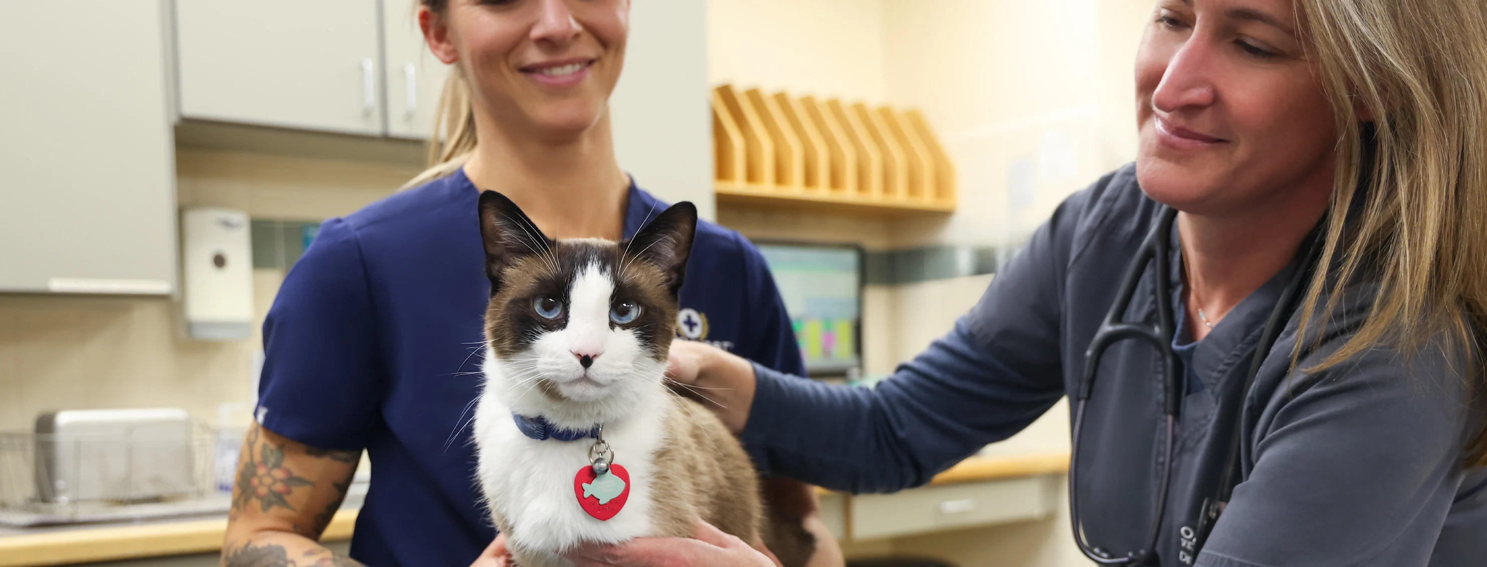Doctor and vet tech holding cat while smiling Doctor and vet tech holding cat while smiling