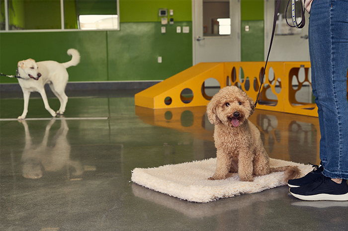 A puppy sits during a training puppy preschool session at PetSuites. 