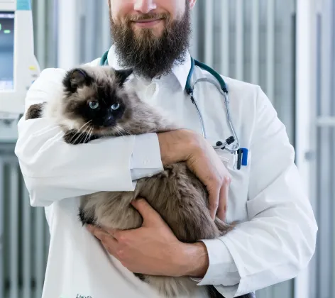 Male Veterinarian is holding a fluffy Siamese cat in a medical office while smiling for the camera to pose for a photo. 