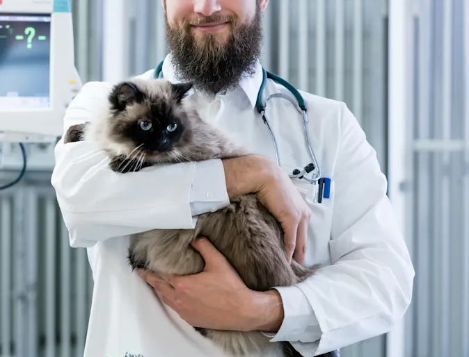Male Veterinarian is holding a fluffy Siamese cat in a medical office while smiling for the camera to pose for a photo. Male Veterinarian is holding a fluffy Siamese cat in a medical office while smiling for the camera to pose for a photo.