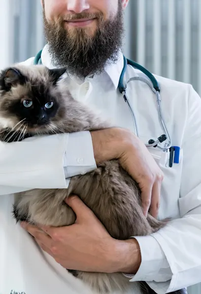 Male Veterinarian is holding a fluffy Siamese cat in a medical office while smiling for the camera to pose for a photo. Male Veterinarian is holding a fluffy Siamese cat in a medical office while smiling for the camera to pose for a photo.