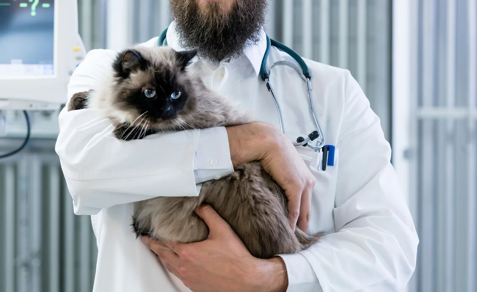 Male Veterinarian is holding a fluffy Siamese cat in a medical office while smiling for the camera to pose for a photo. 