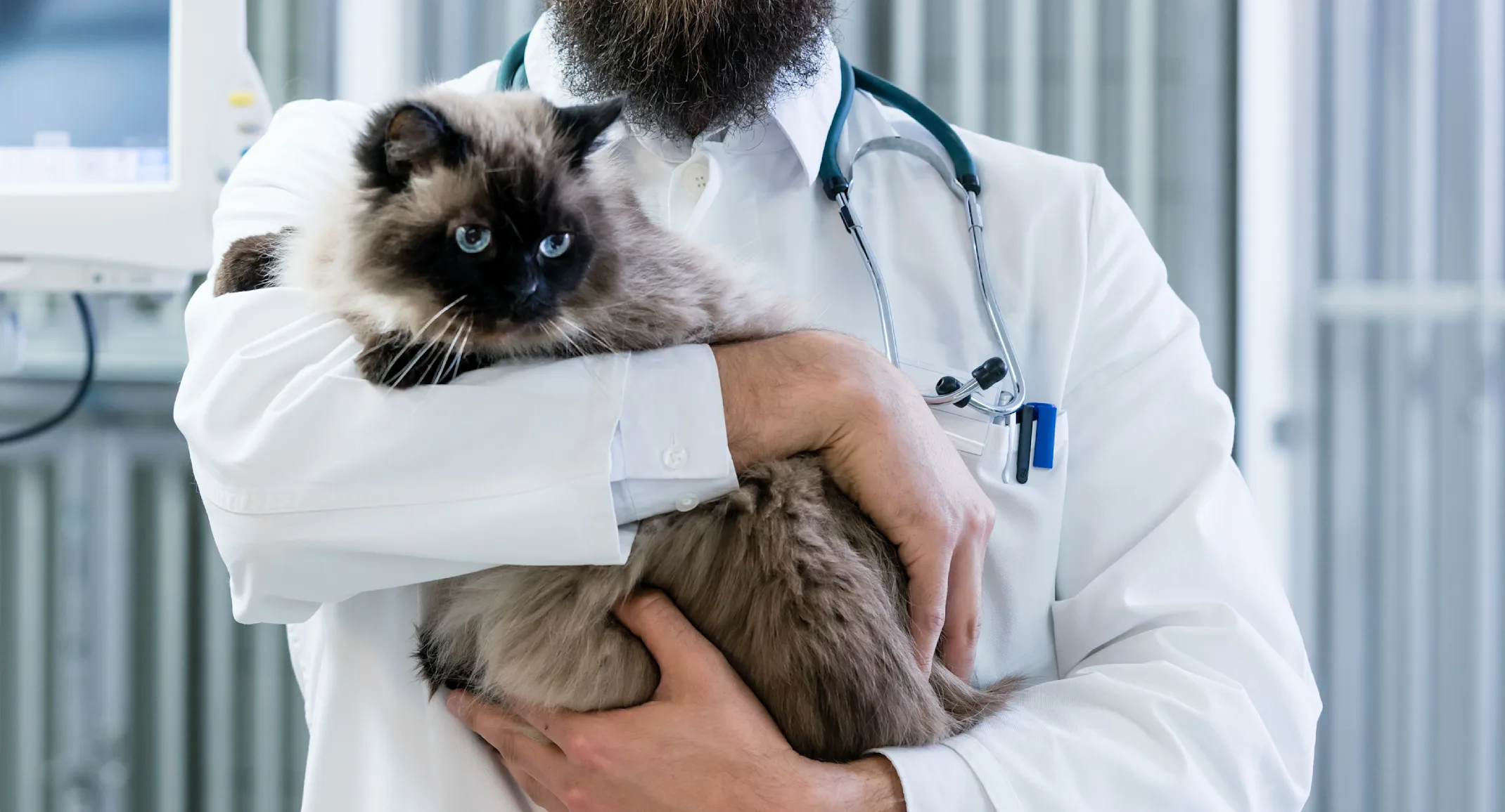 Male Veterinarian is holding a fluffy Siamese cat in a medical office while smiling for the camera to pose for a photo. 