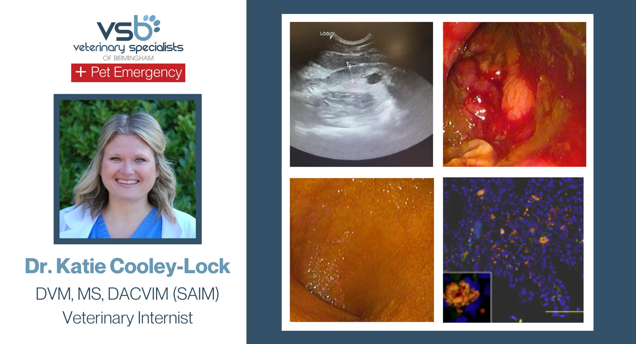 Histiocytic Ulcerative Colitis in a Boxer Histiocytic Ulcerative Colitis in a Boxer