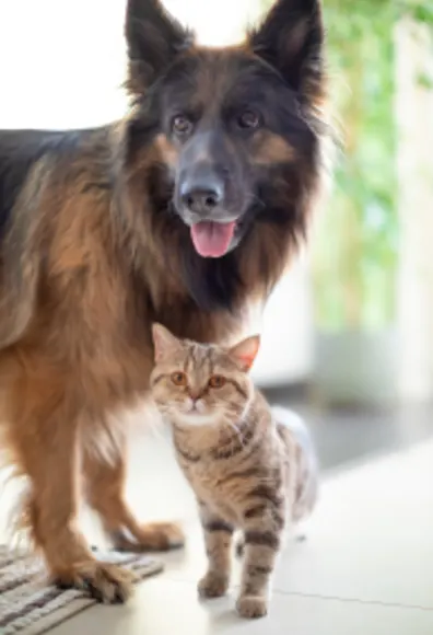 German shepherd and tabby cat in a home setting