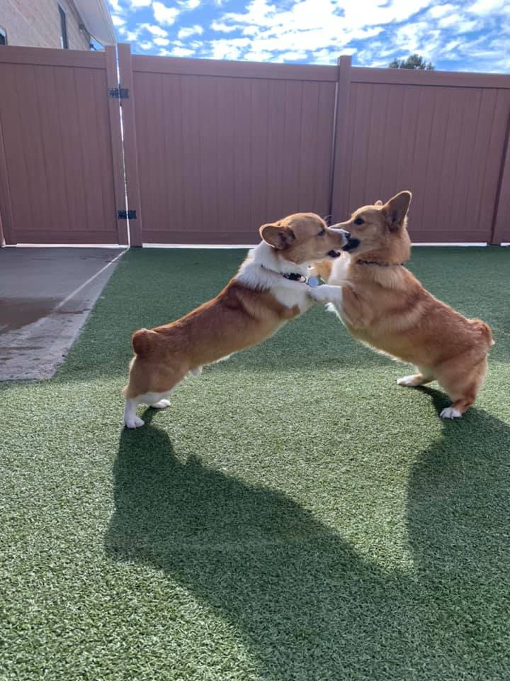 2 corgis playing