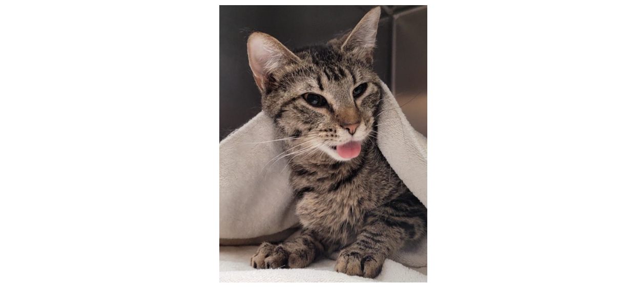 tabby cat with tongue out