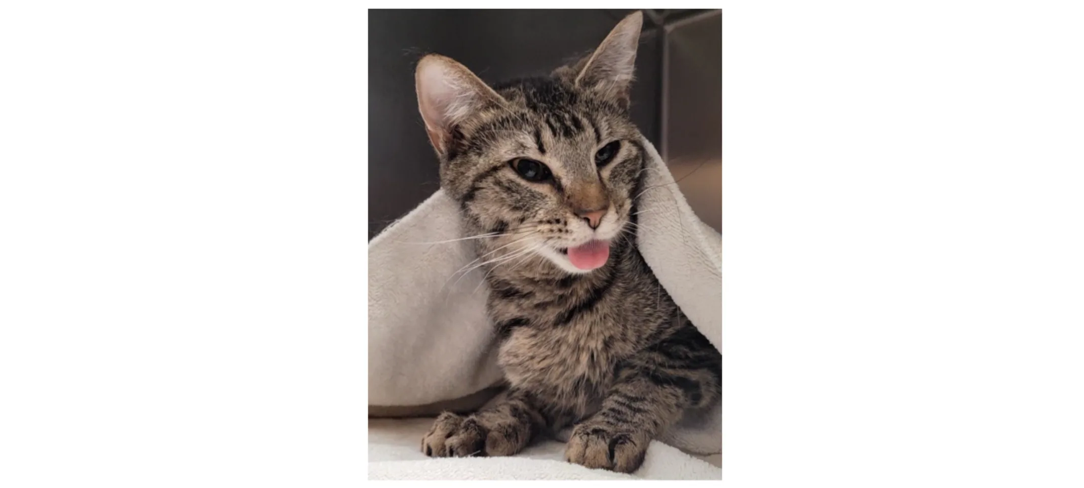 tabby cat with tongue out tabby cat with tongue out