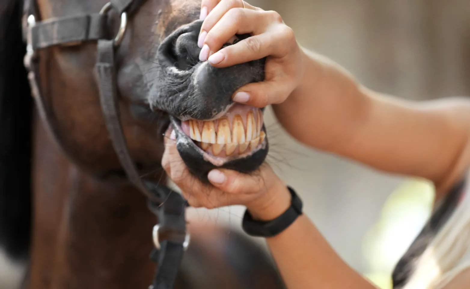 Someone checking a brown horse's teeth