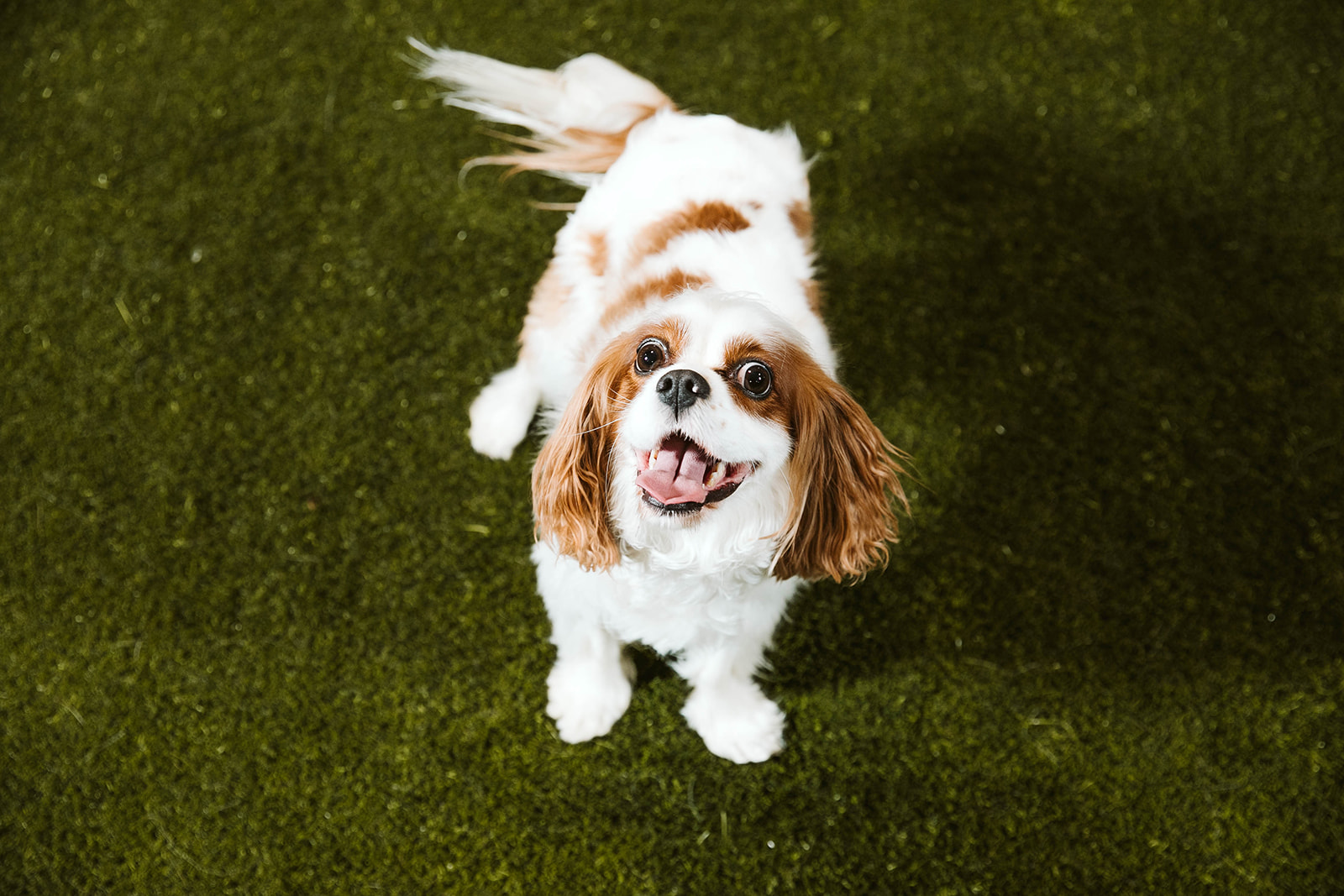small brown and white dog
