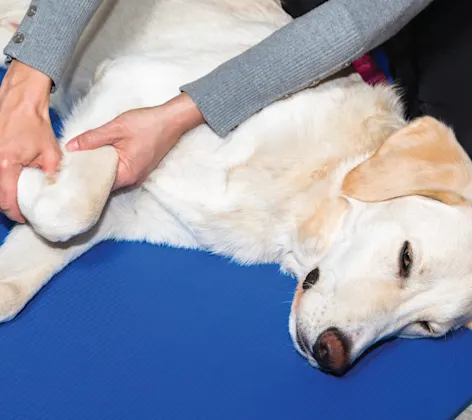 Dog getting leg examined Dog getting leg examined