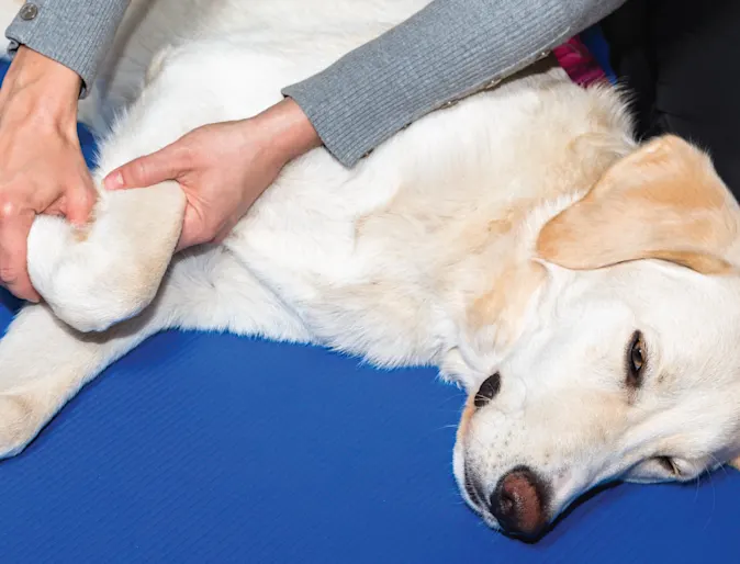 Dog getting leg examined Dog getting leg examined