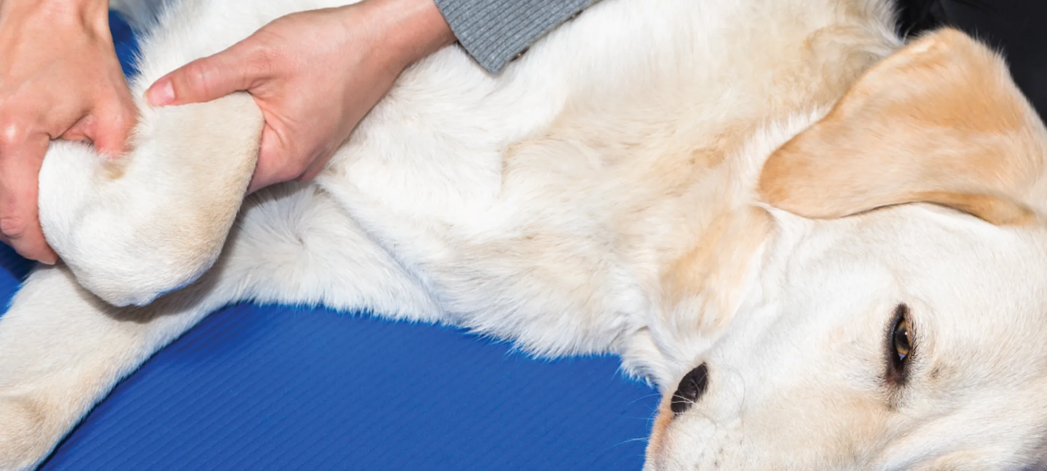Dog getting leg examined Dog getting leg examined