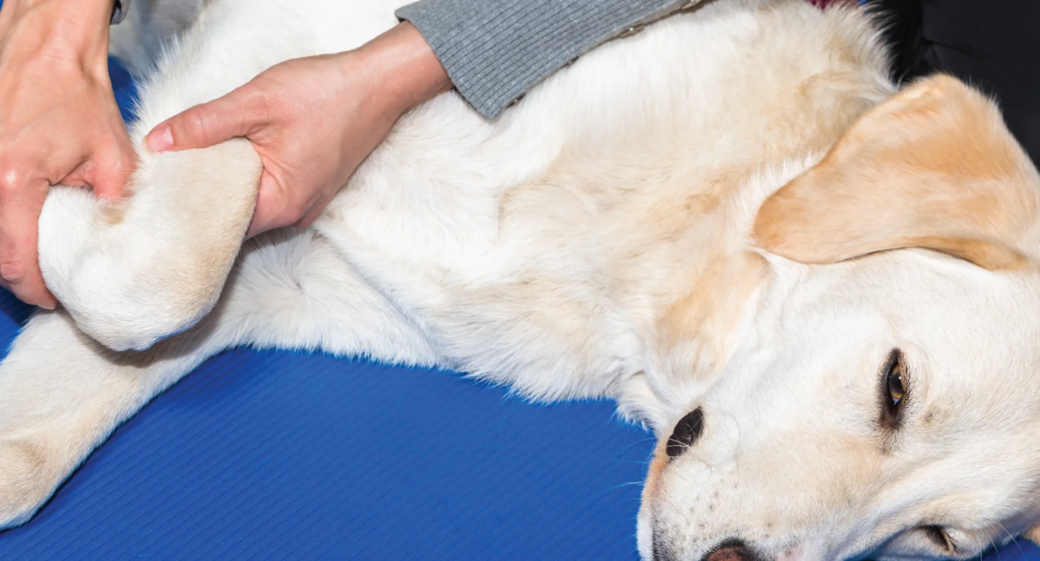 Dog getting leg examined Dog getting leg examined