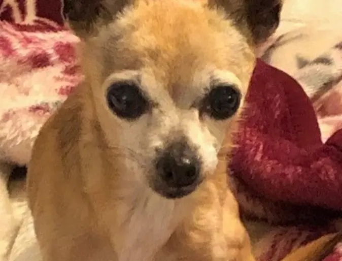 Sarah Jane the chihuahua Sarah Jane the chihuahua