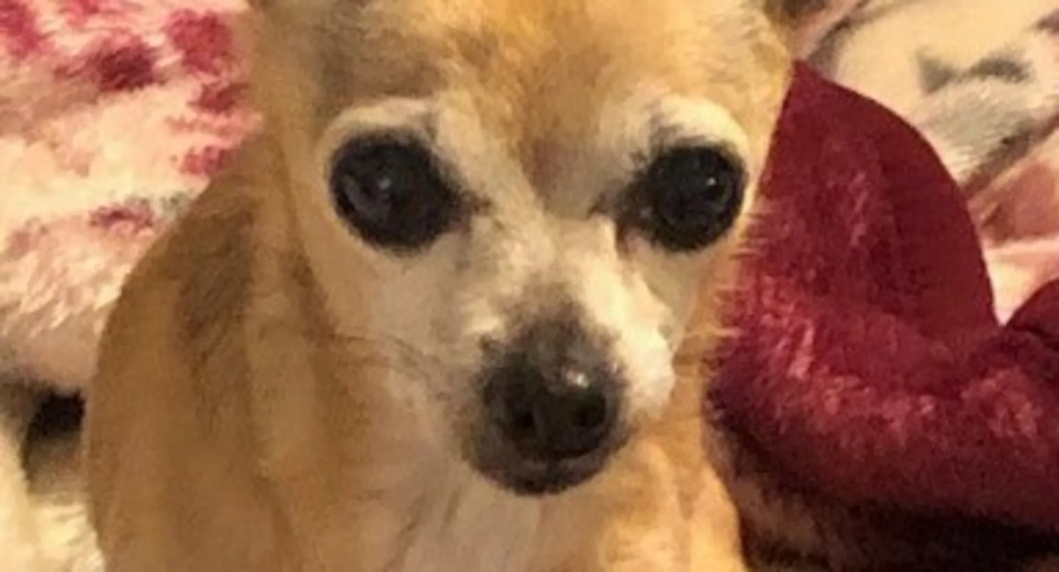 Sarah Jane the chihuahua Sarah Jane the chihuahua