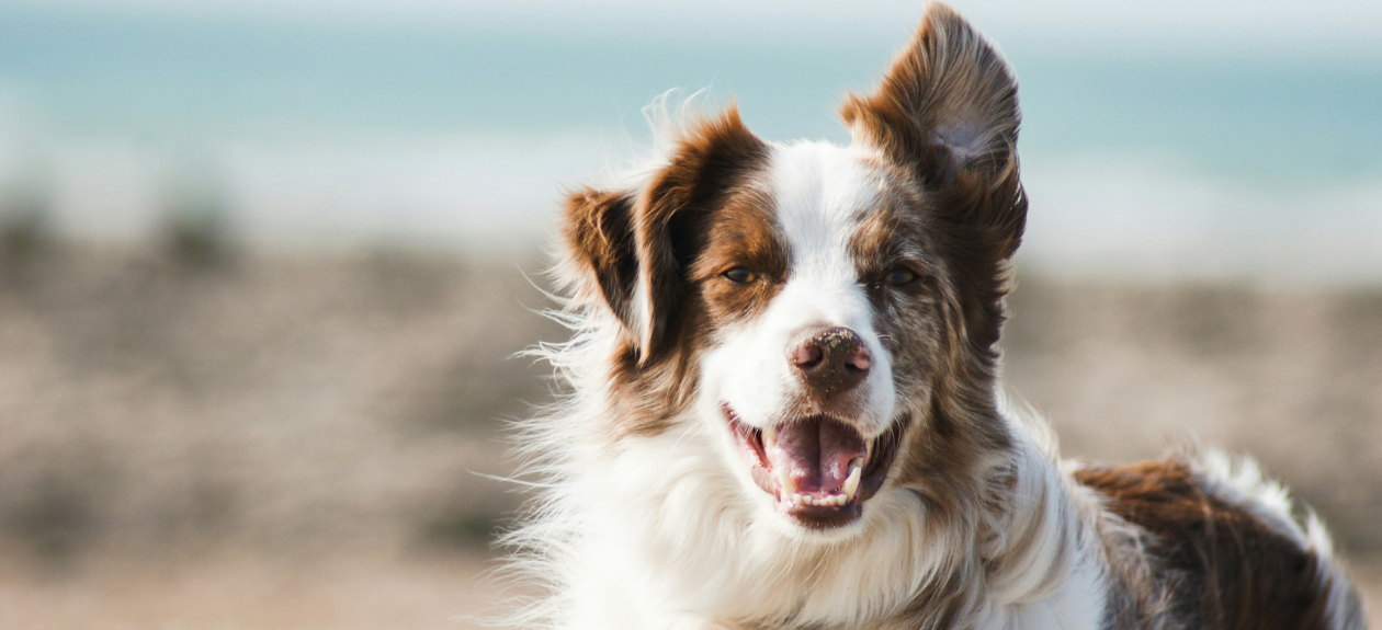 Close Up of White/Brown Dog at the Beach