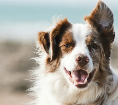 Close Up of White/Brown Dog at the Beach Close Up of White/Brown Dog at the Beach