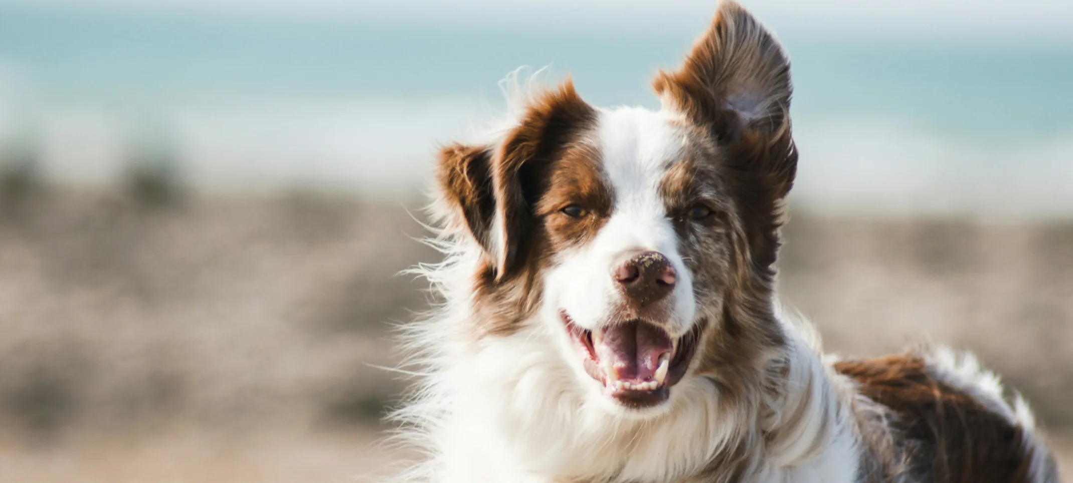 Close Up of White/Brown Dog at the Beach Close Up of White/Brown Dog at the Beach