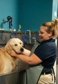 Dog being groomed at Folsom Dog Resort & Training Center