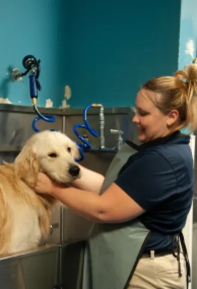 Dog being groomed at Folsom Dog Resort & Training Center Dog being groomed at Folsom Dog Resort & Training Center