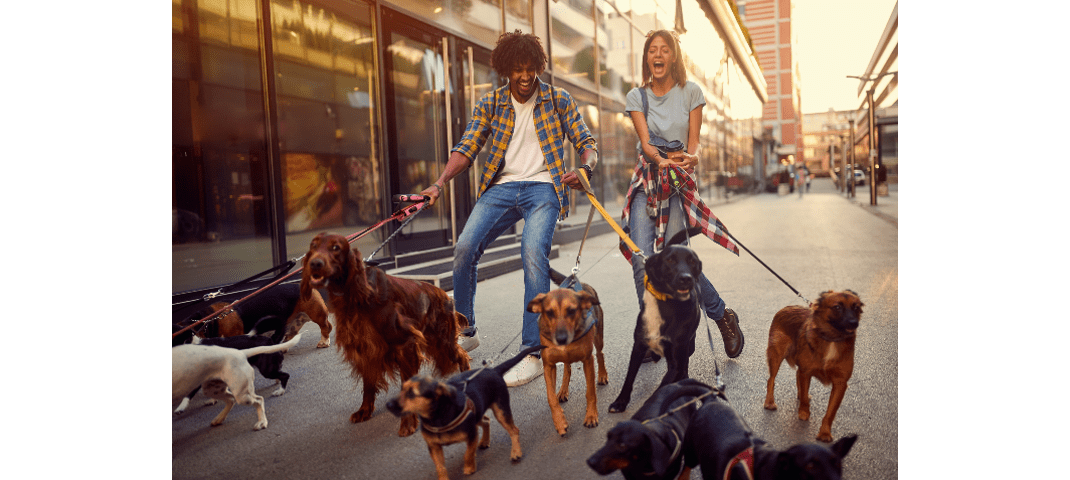 Two People Walking 10 Dogs on Leashes
