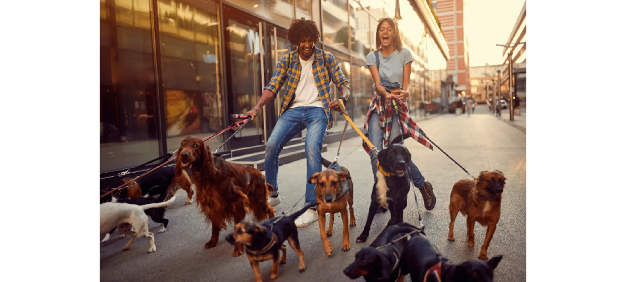 Two People Walking 10 Dogs on Leashes Two People Walking 10 Dogs on Leashes