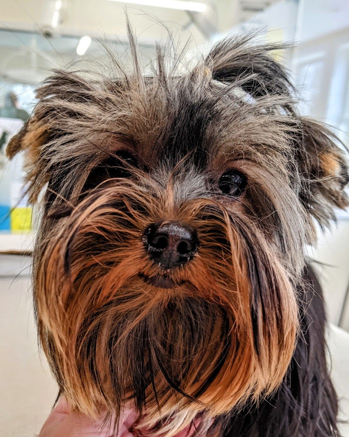 Furry dog looking at camera