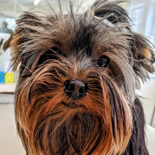 Furry dog looking at camera Furry dog looking at camera