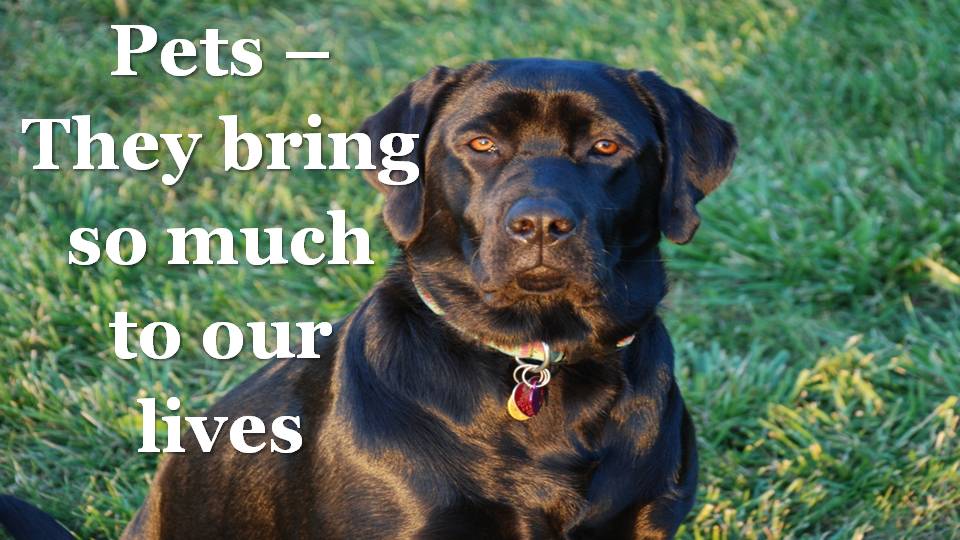 brown lab with quote