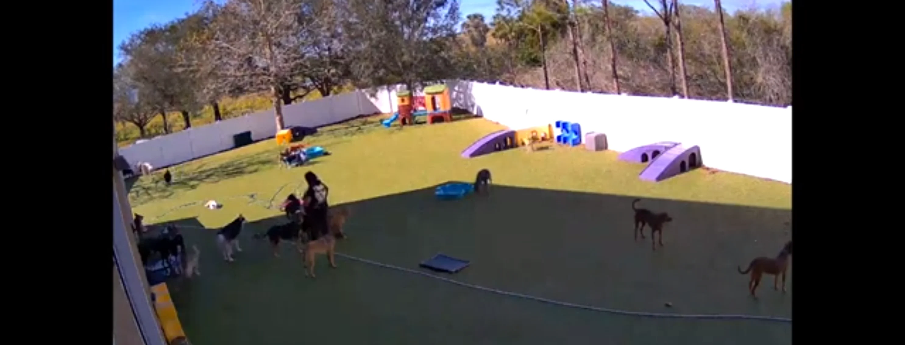 Image of webcam video showing dogs playing in Woofdorf's outdoor play area.