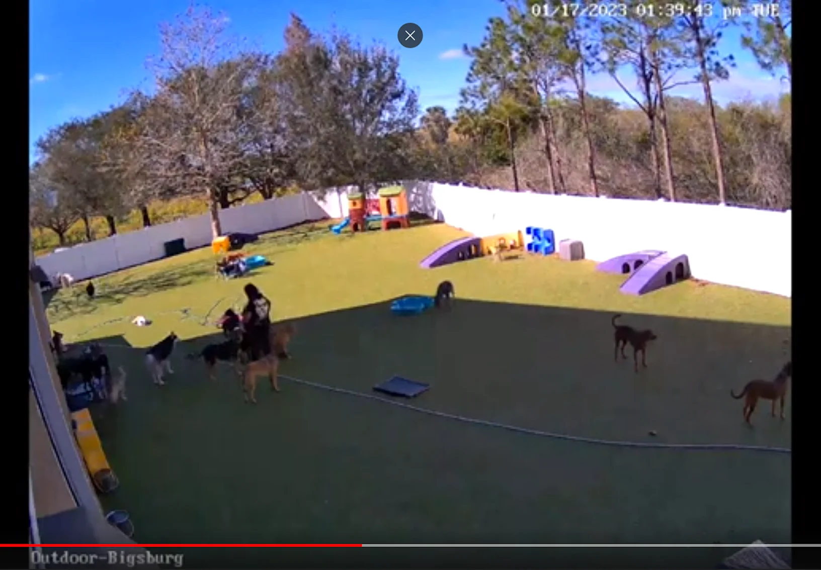 Image of webcam video showing dogs playing in Woofdorf's outdoor play area.