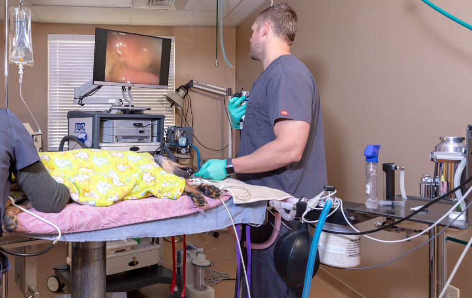 Endoscopy being performed at Red Hills Animal Hospital