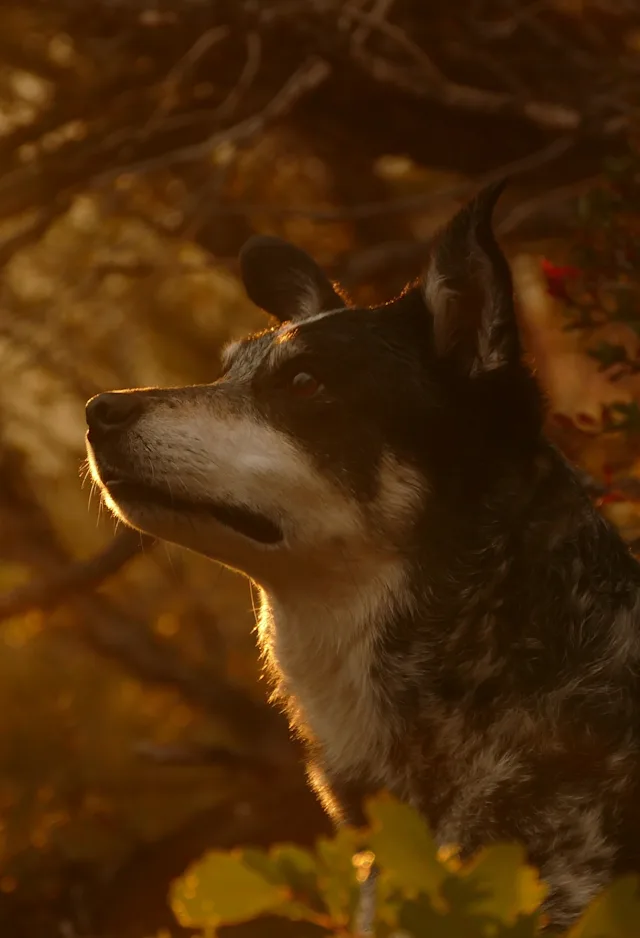 Dog sitting underneath a tree and looking up. Dog sitting underneath a tree and looking up.