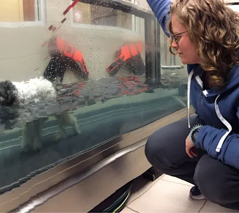 A photo of a veterinarian looking over a dog going through water therapy A photo of a veterinarian looking over a dog going through water therapy