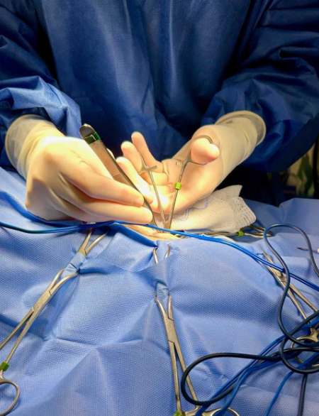 Veterinarian performing surgery