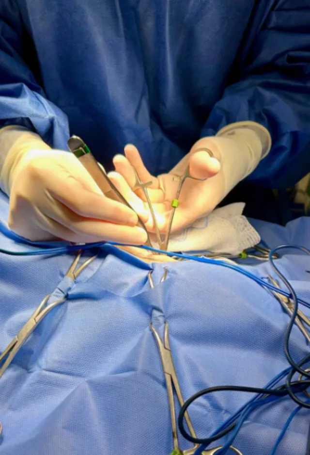 Veterinarian performing surgery Veterinarian performing surgery