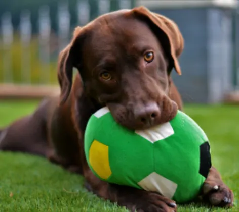 Dark Brown Dog Chewing on a Green Ball Outside Dark Brown Dog Chewing on a Green Ball Outside