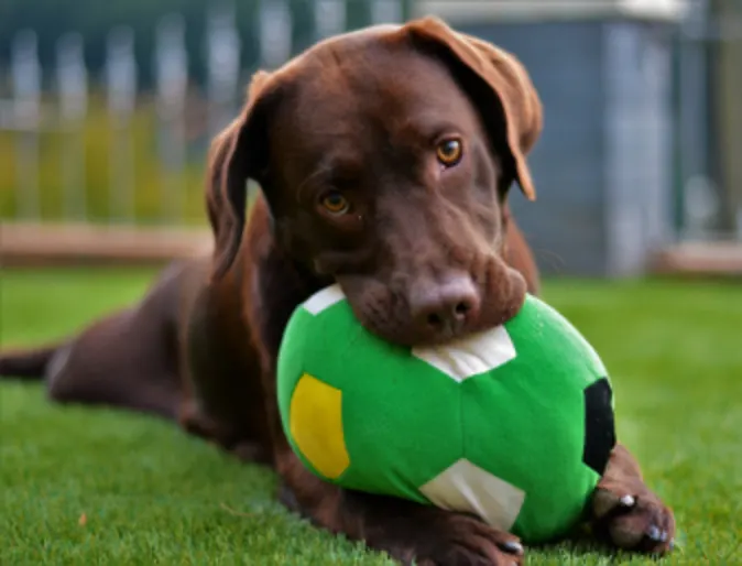 Dark Brown Dog Chewing on a Green Ball Outside