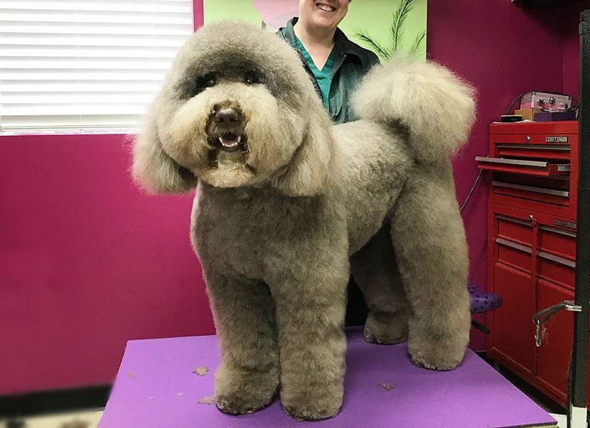 Grey dog with lots of fur