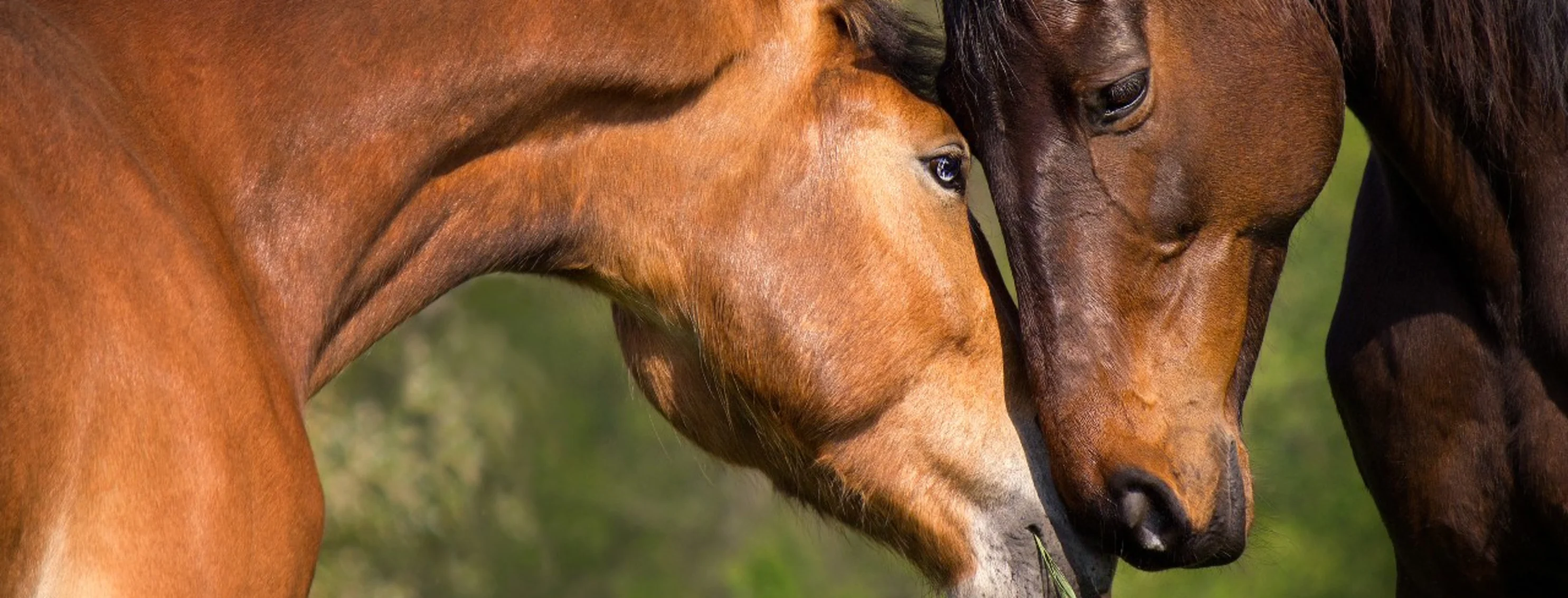 2 horses outside interacting with one another