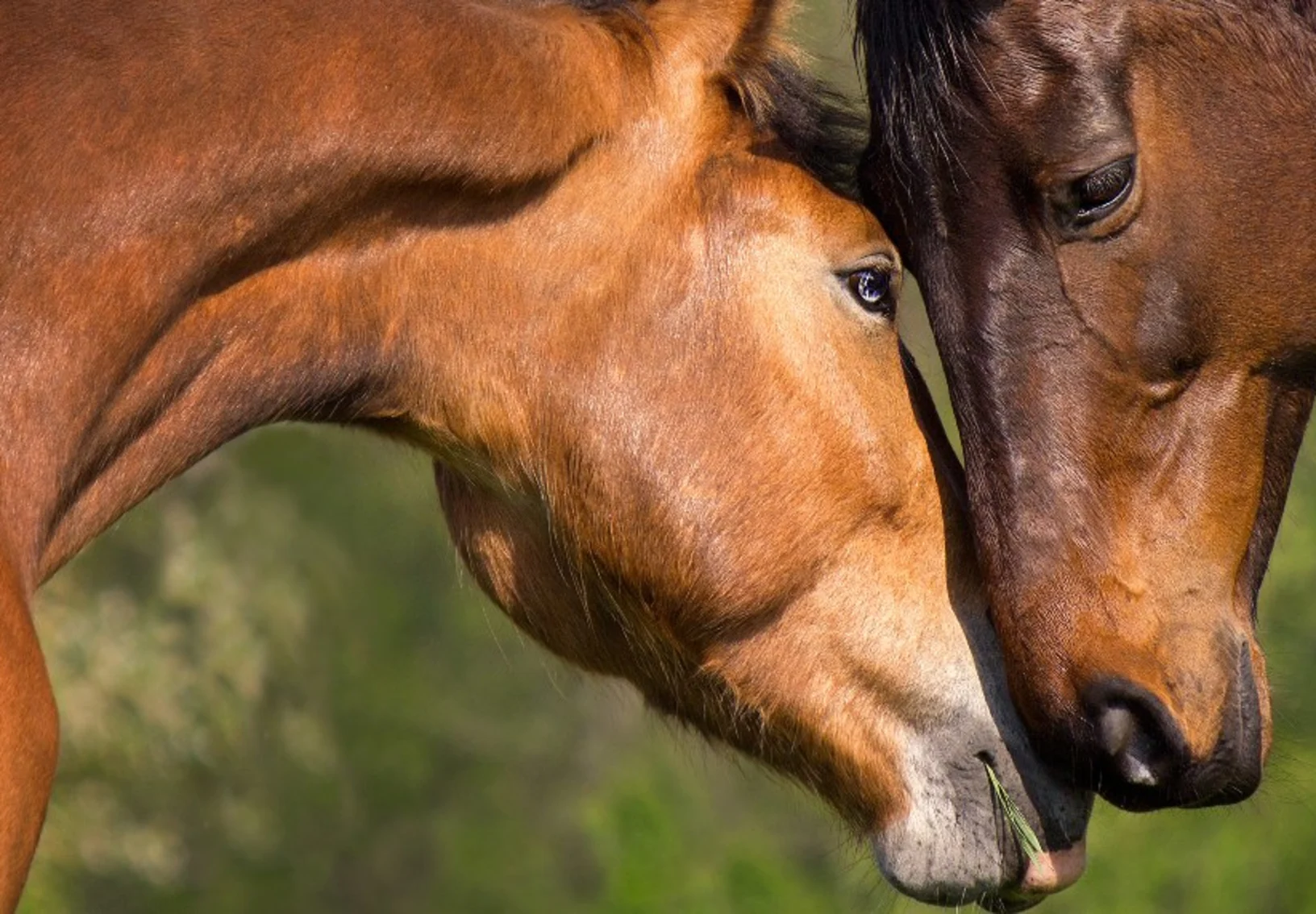 2 horses outside interacting with one another 2 horses outside interacting with one another