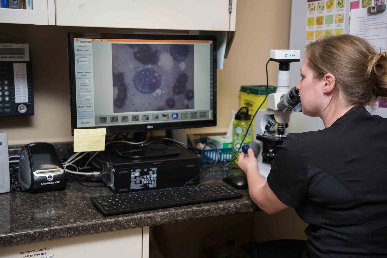 Veterinarian examining sample under microscope